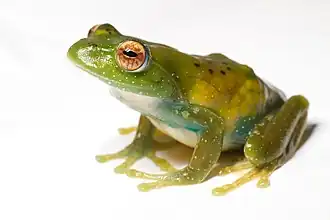 Boophis luciae