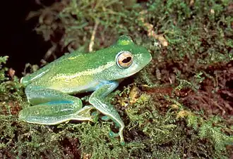 Boophis septentrionalis