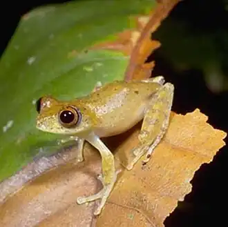 Boophis marojezensis
