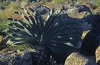 Boophone haemanthoides