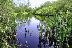 Bootsma's Dobbe (of Bootsma's Poel), een pingoruïne (ca. 25.000-18.000 oud) vernoemd naar een gelijknamige nabijwonende familie aan oostzijde van de weg De Wedze onder Twijzel (2020)