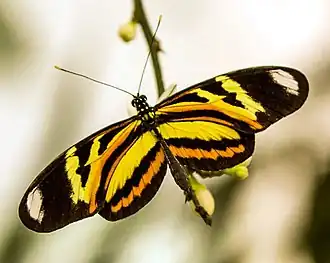 Heliconius ethilla