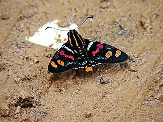 Mimoniades versicolor