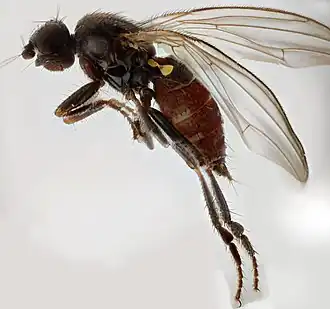 Borborillus uncinatus