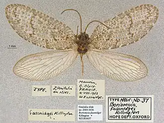 Wesmaelius fassnidgei