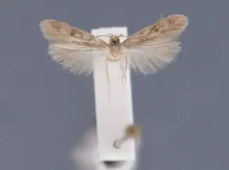 Satijnvleugelsikkelmot