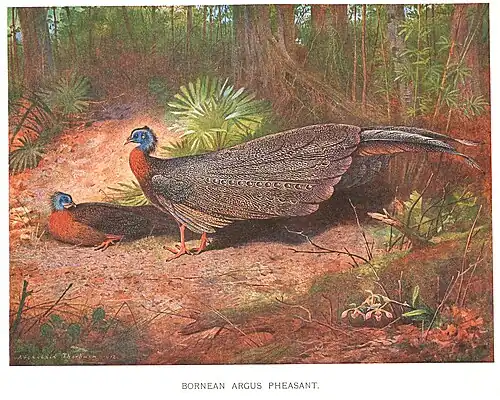 Argusianus argus grayi (1918), Archibald Thorburn
