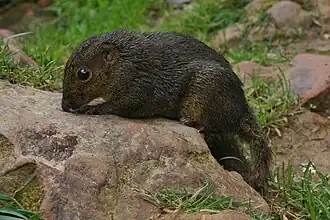 Sundasciurus everetti