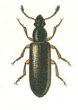 Boridae