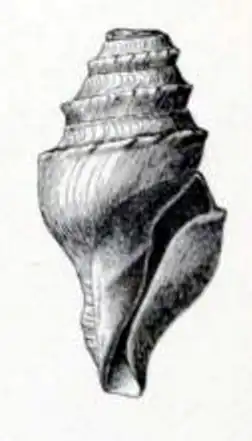 Borsonella diegensis