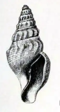 Borsonella erosina