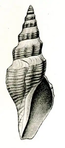 Borsonia ochracea