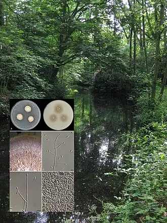 Paracremonium binnewijzendii