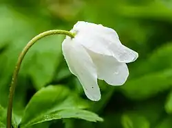 Half geopende fragiele bloemknop van een bosanemoon (Anemone nemorosa).