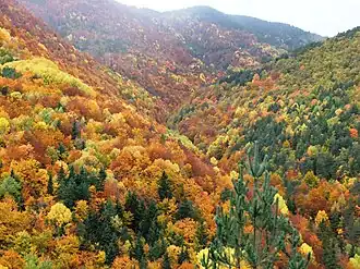 Bosque de La Pardina del Señor, het bos tussen Fanlo en Sarvisé, in de herfst.