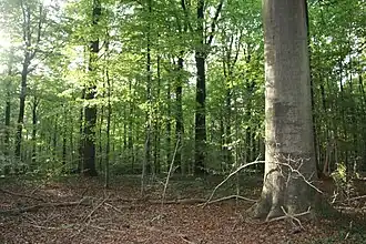 Bosreservaat Akrenbos