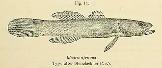 Bostrychus africanus