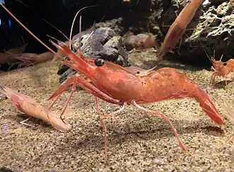 Pandalus nipponensis