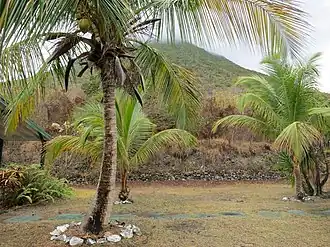 Miriam C. Schmidt Botanical Garden