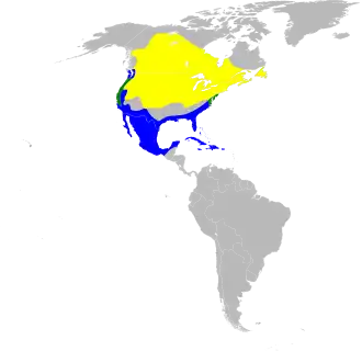 Noord-Amerikaanse roerdomp