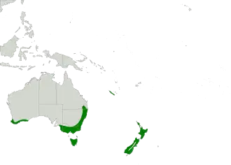 Australische roerdomp