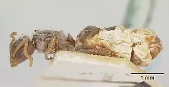 Bothriomyrmex atlantis