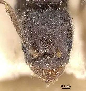 Bothriomyrmex meridionalis