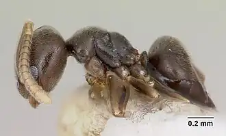 Bothriomyrmex paradoxus
