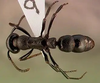 Pachycondyla granosa