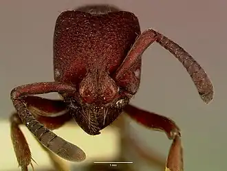 Pachycondyla pachyderma