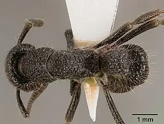 Pachycondyla pumicosa