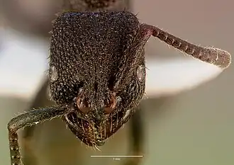 Pachycondyla strigulosa