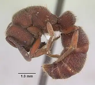 Pachycondyla talpa