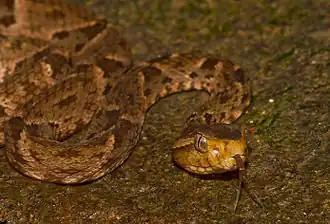 Bothrops asper