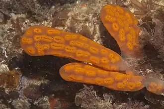 Botryllus perspicuum