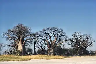 De Baines' baobabs in het park