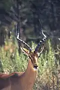 Een impala in het park