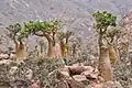 Adenium socotranum