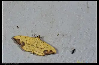 Botyodes principalis