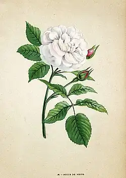 'Boule de Neige' (Lacharme, 1867)