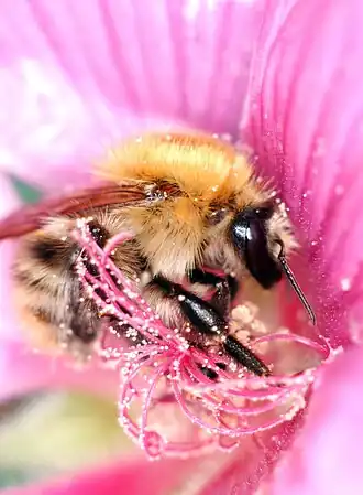 Limburgse hommel