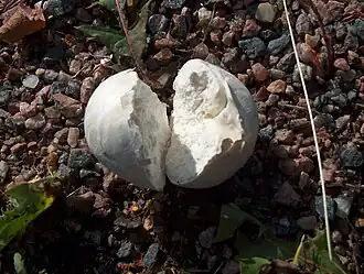 Zwartwordende bovist