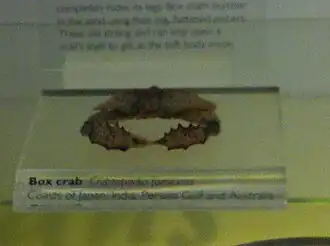 Cryptopodia fornicata