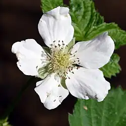 Close-up van de bloem