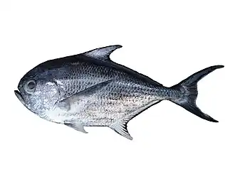 Eumegistus illustris