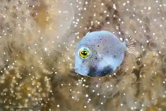 Brachaluteres taylori