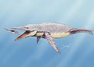 Brachauchenius en Hesperornis