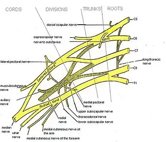 Plexus brachialis. (N. axillaris is zichtbaar nabij het grijze midden.)