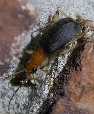 Brachinus adustipennis