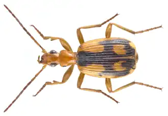 Brachinus armiger, een der bombardeerkevers